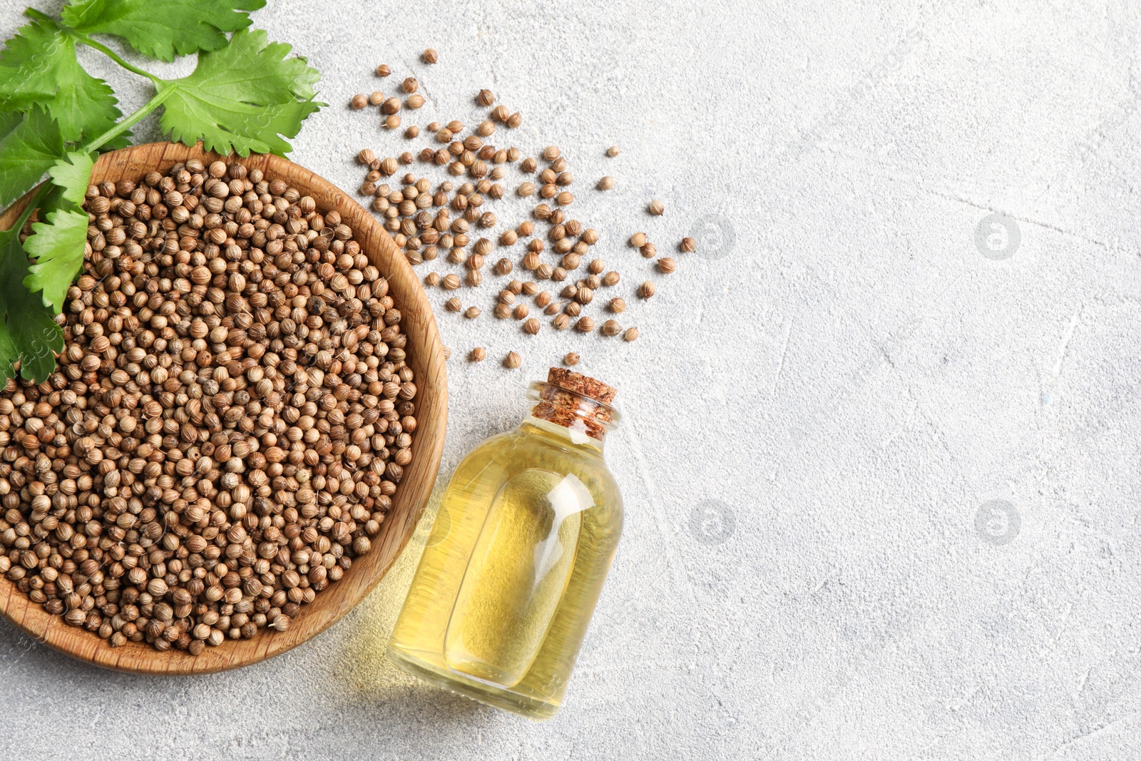 Photo of Coriander essential oil, seeds and green leaves on light grey table, top view. Space for text