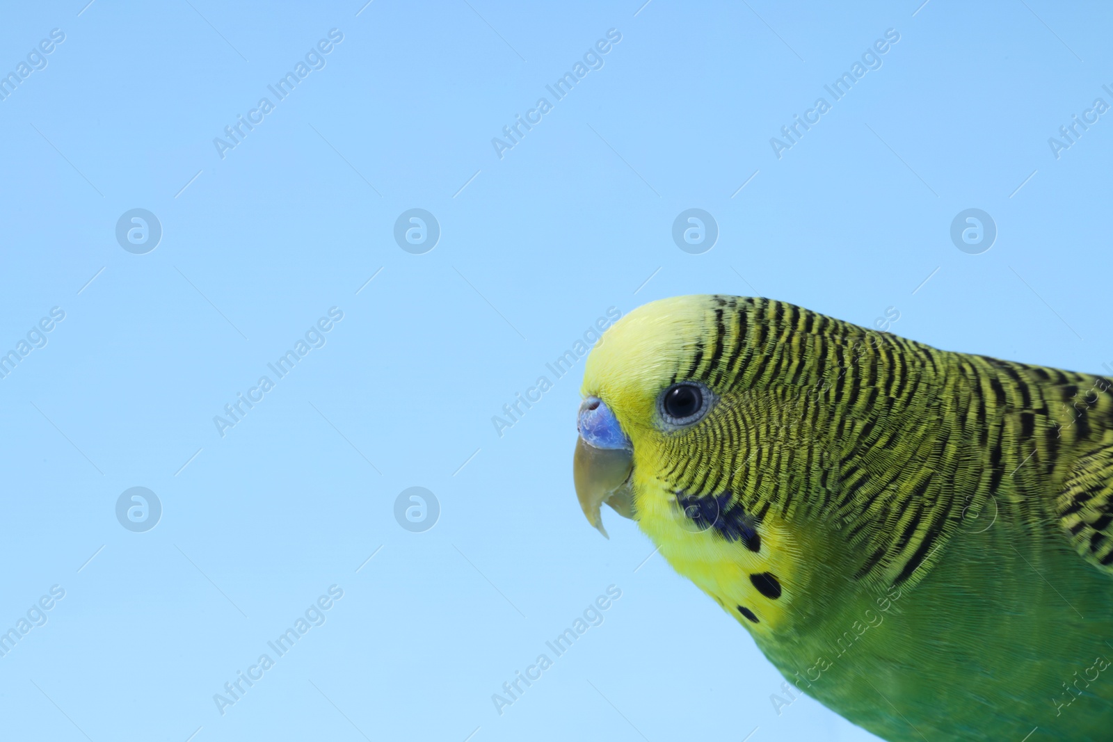 Photo of Beautiful bright parrot on light blue background, space for text. Exotic pet