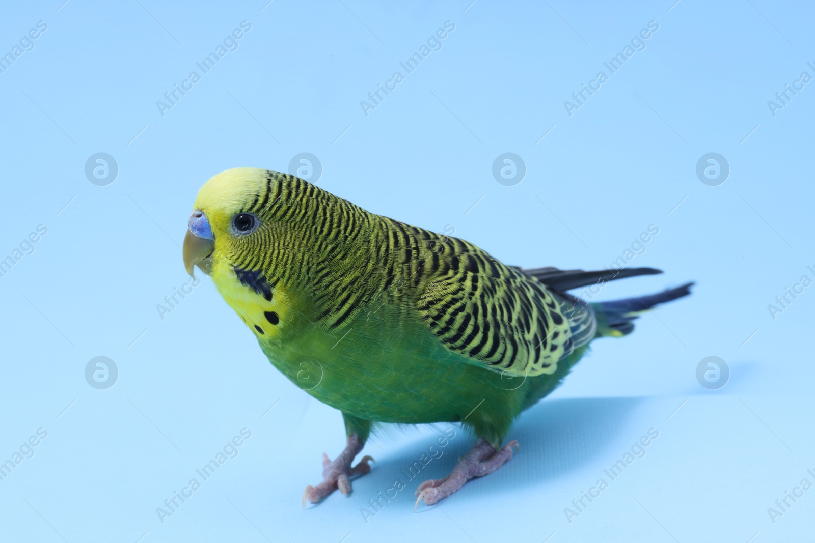 Photo of Beautiful bright parrot on light blue background. Exotic pet