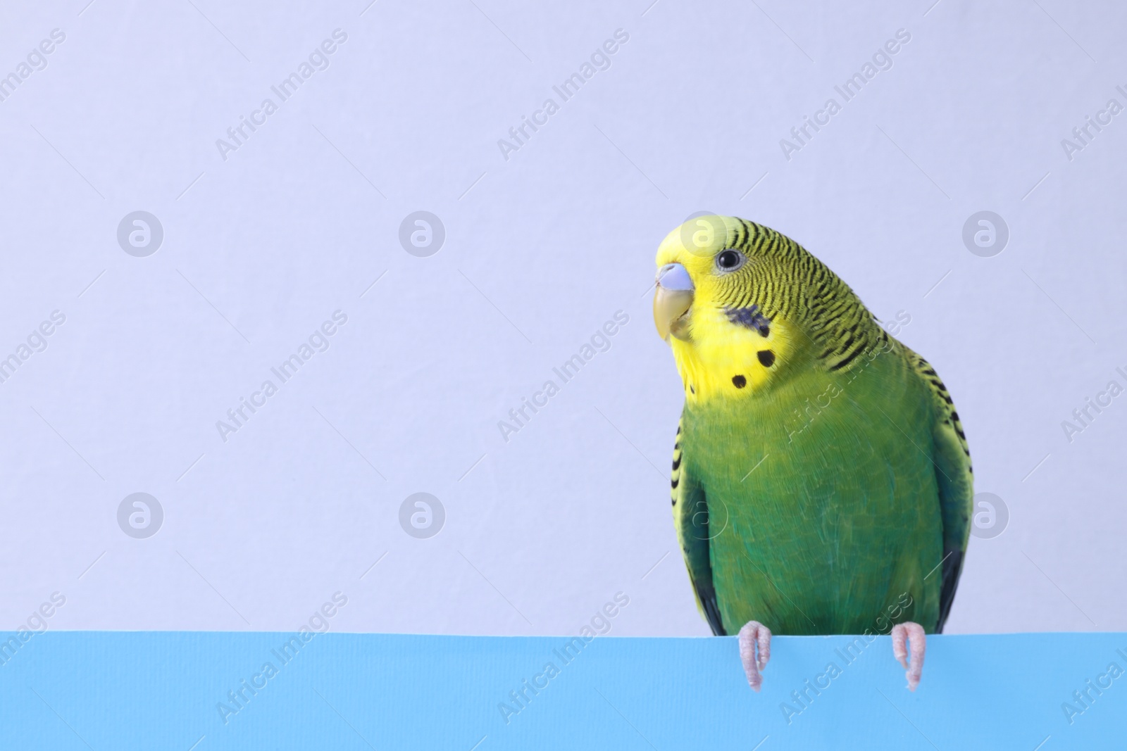 Photo of Beautiful bright parrot on color background, space for text. Exotic pet