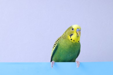 Beautiful bright parrot on color background, space for text. Exotic pet