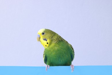 Photo of Beautiful bright parrot on color background. Exotic pet