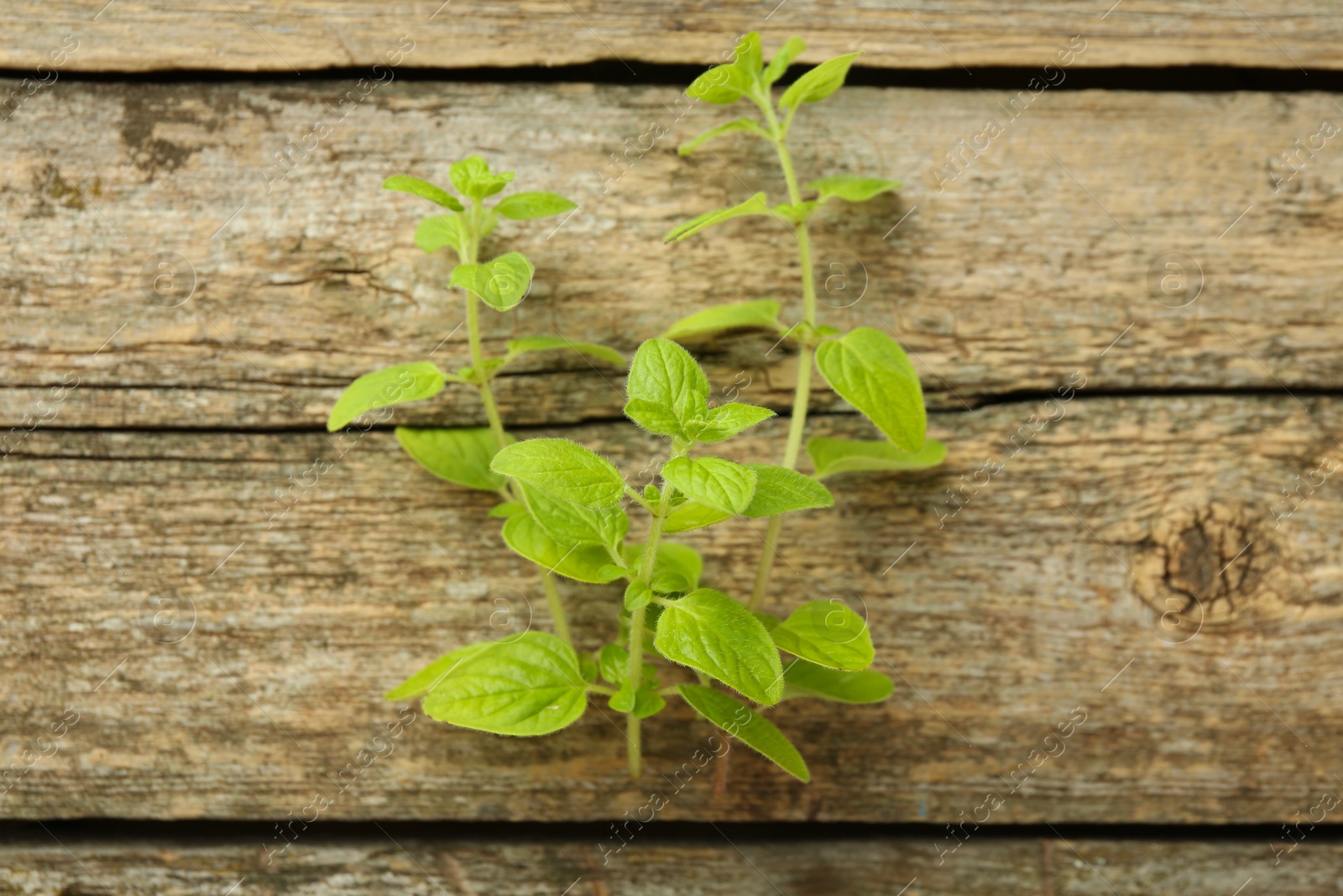 Photo of Sprigs of fresh green oregano on wooden table, top view