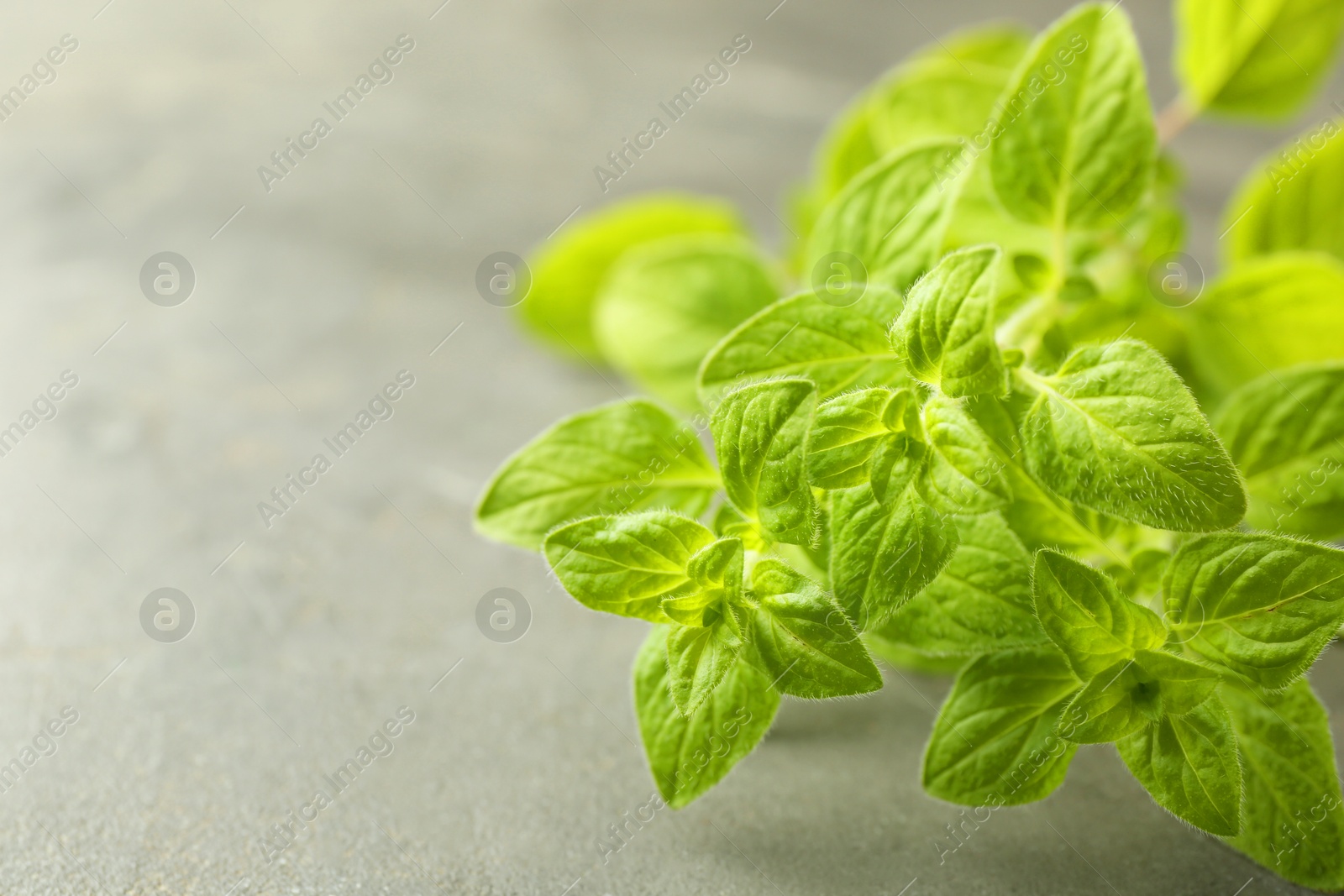 Photo of Sprigs of fresh green oregano on gray table, closeup. Space for text