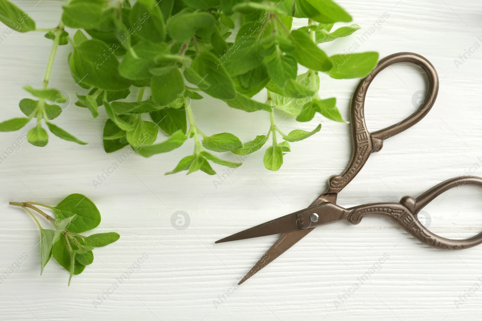 Photo of Sprigs of fresh green oregano and scissors on white wooden table, flat lay