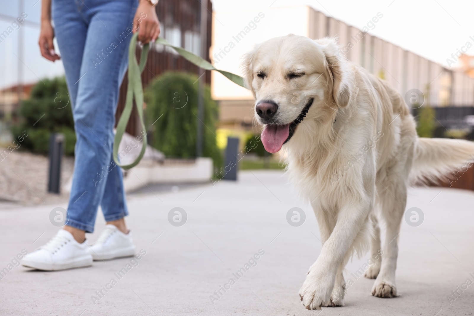 Photo of Cute Golden Retriever dog walking with owner outdoors, closeup