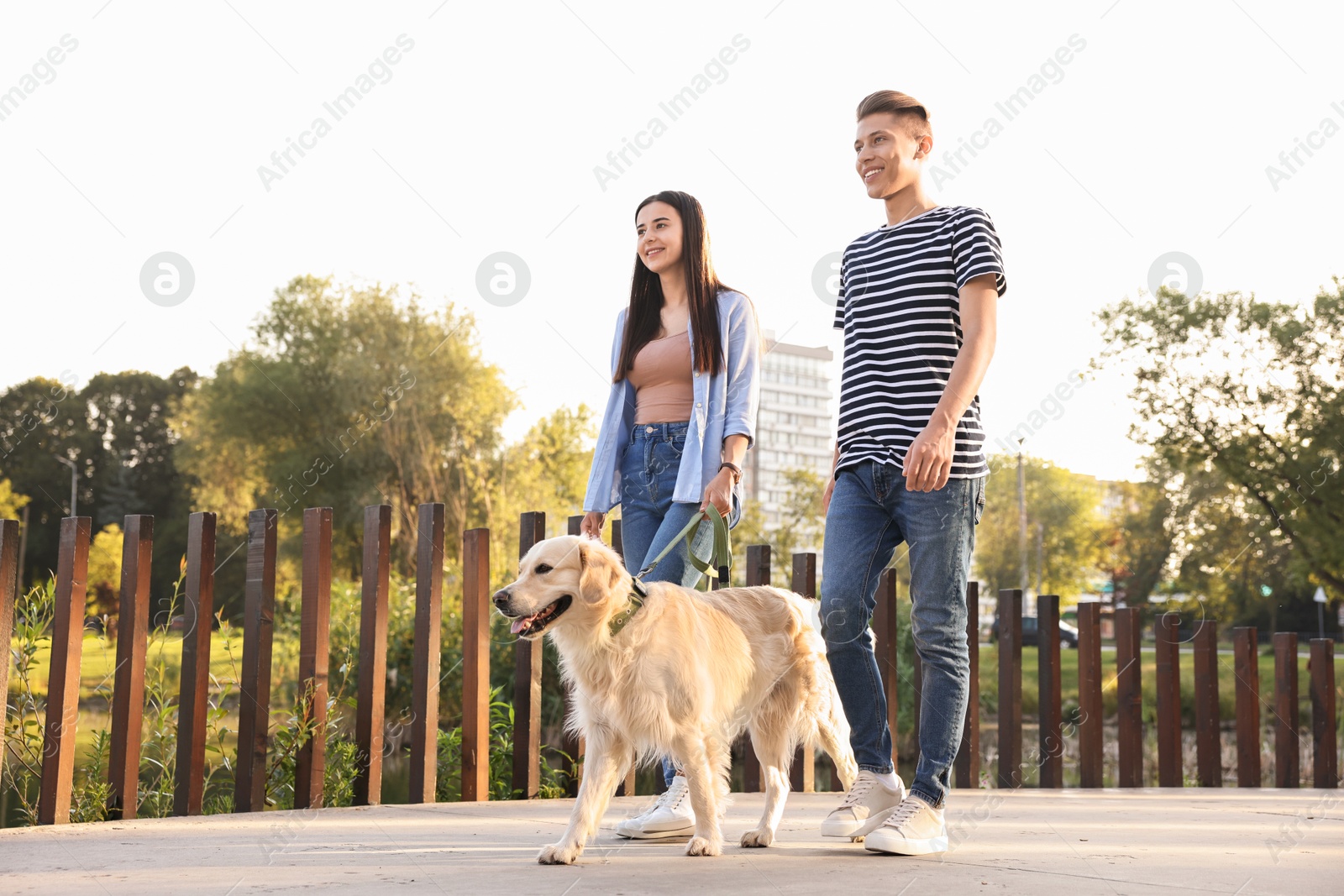 Photo of Happy couple walking with cute Golden Retriever dog outdoors, low angle view