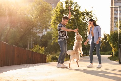 Happy couple playing with cute Golden Retriever dog outdoors on sunny day. Space for text