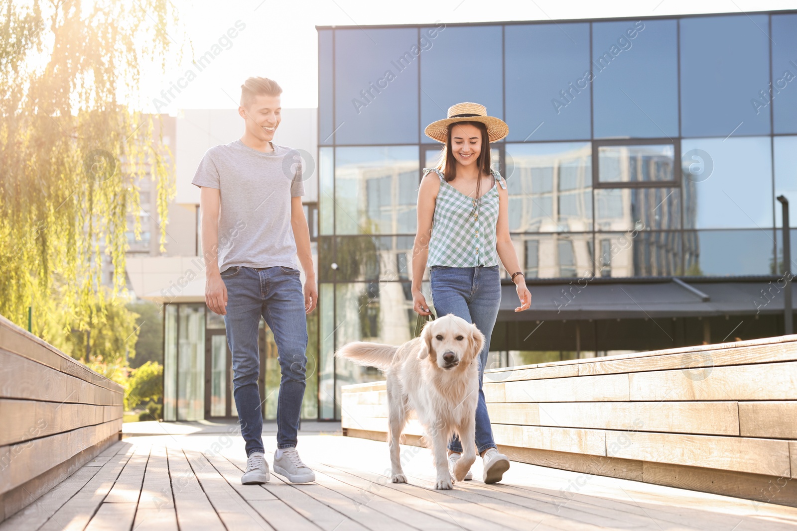 Photo of Happy couple walking with cute Golden Retriever dog outdoors on sunny day, low angle view