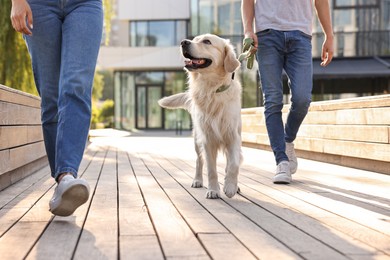 Photo of Couple walking with cute Golden Retriever dog outdoors on sunny day, closeup