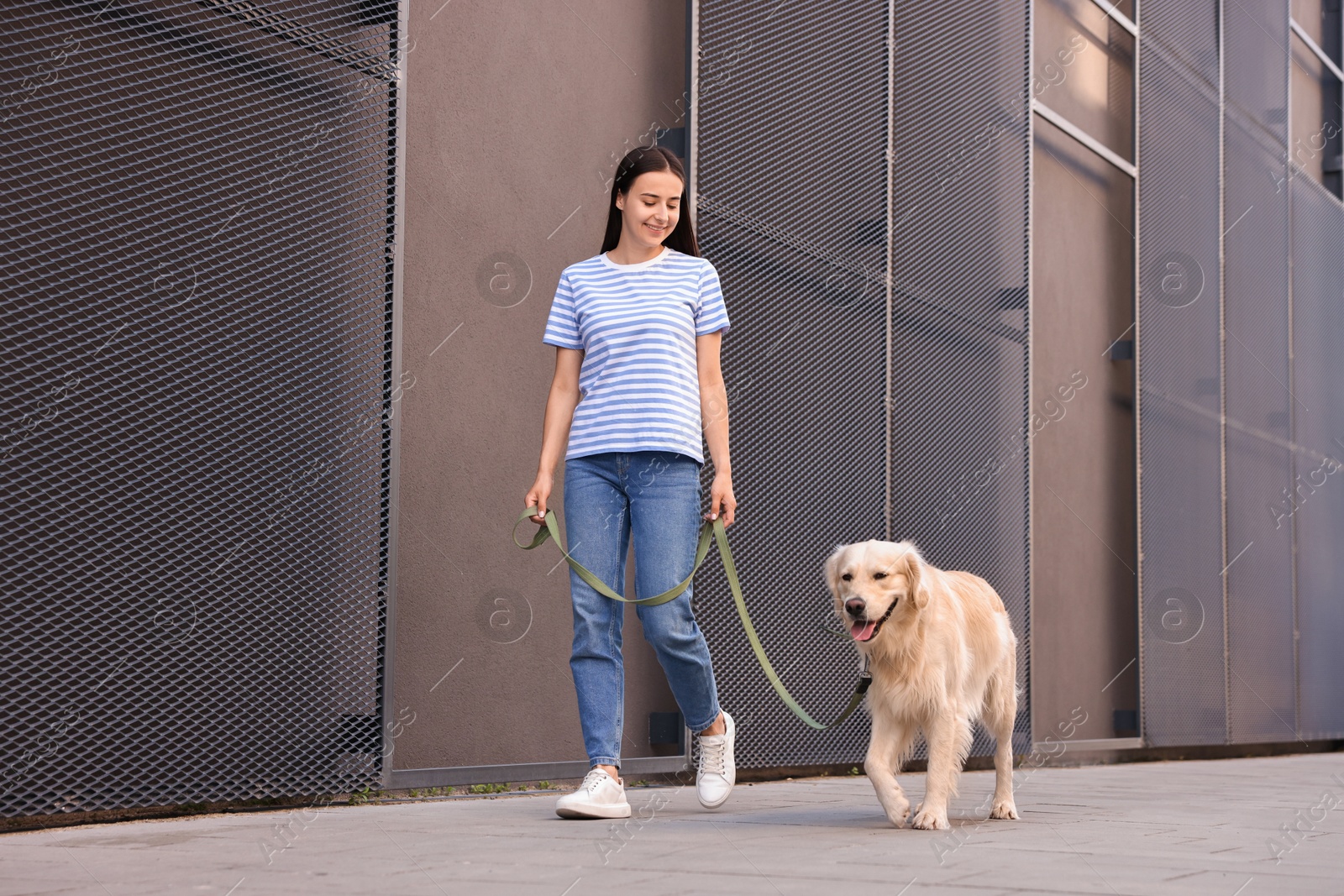 Photo of Happy owner walking with cute Golden Retriever dog outdoors, low angle view