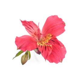 Photo of Beautiful red alstroemeria flower isolated on white
