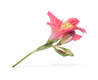 Photo of Beautiful red alstroemeria flower isolated on white