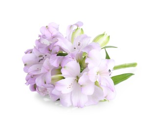 Photo of Beautiful violet alstroemeria flowers isolated on white