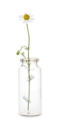 Beautiful chamomile flowers in glass bottle isolated on white