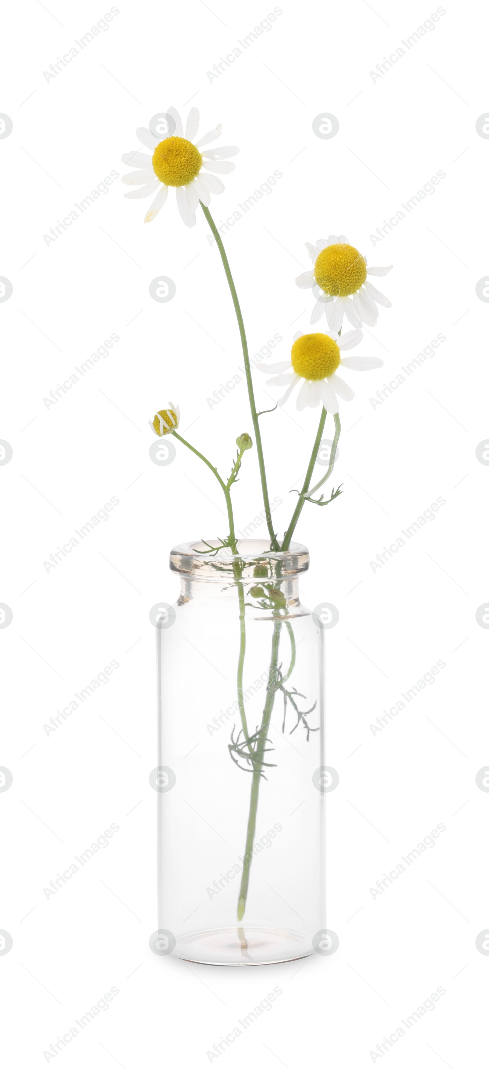 Photo of Beautiful chamomile flowers in glass bottle isolated on white