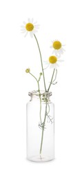 Beautiful chamomile flowers in glass bottle isolated on white