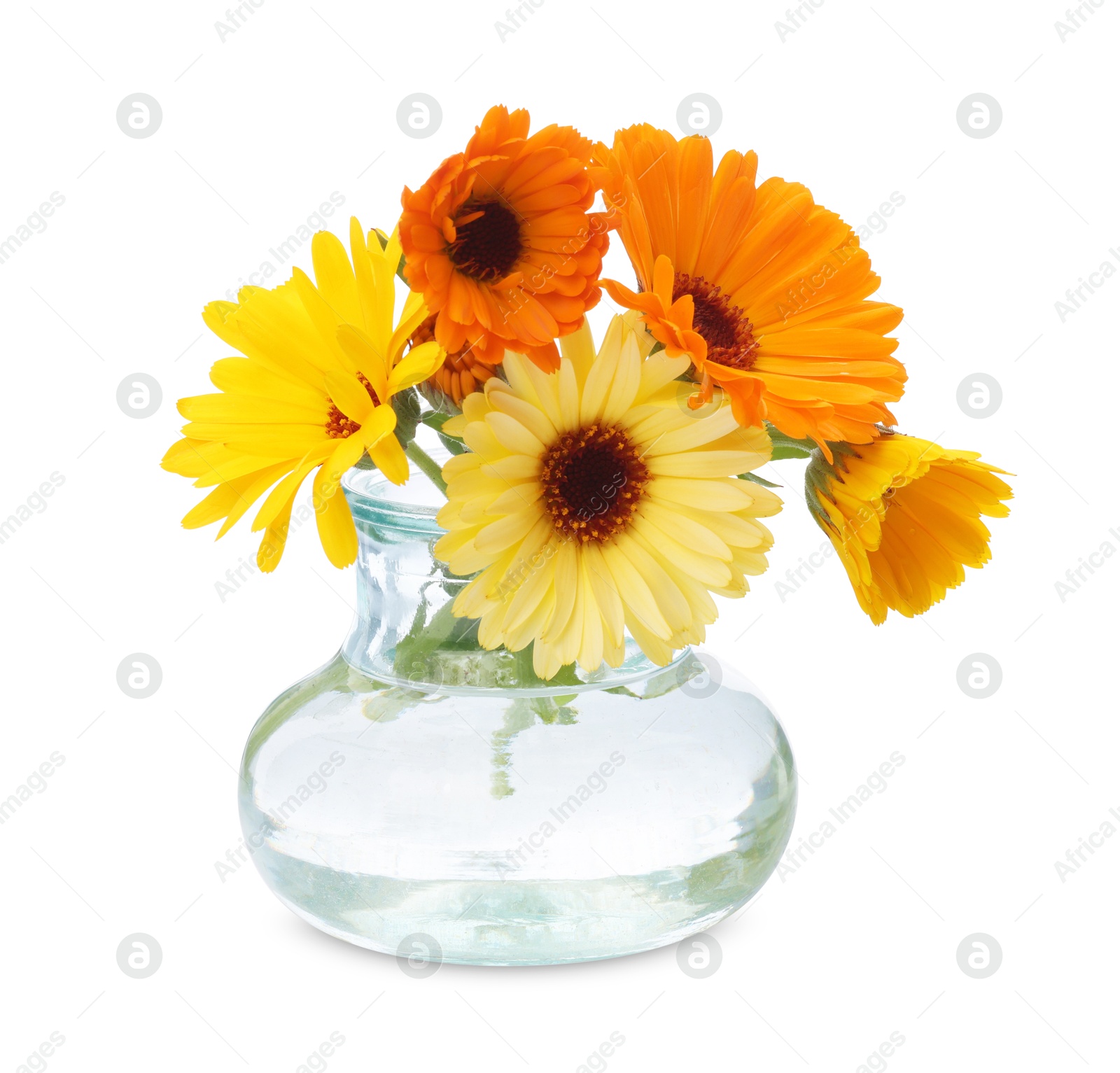 Photo of Beautiful calendula flowers in glass vase isolated on white