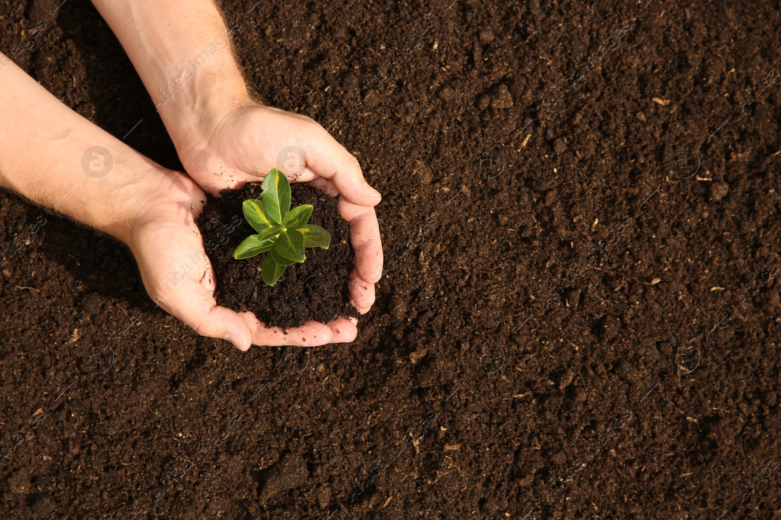 Photo of Woman holding seedling with soil outdoors, top view. Space for text