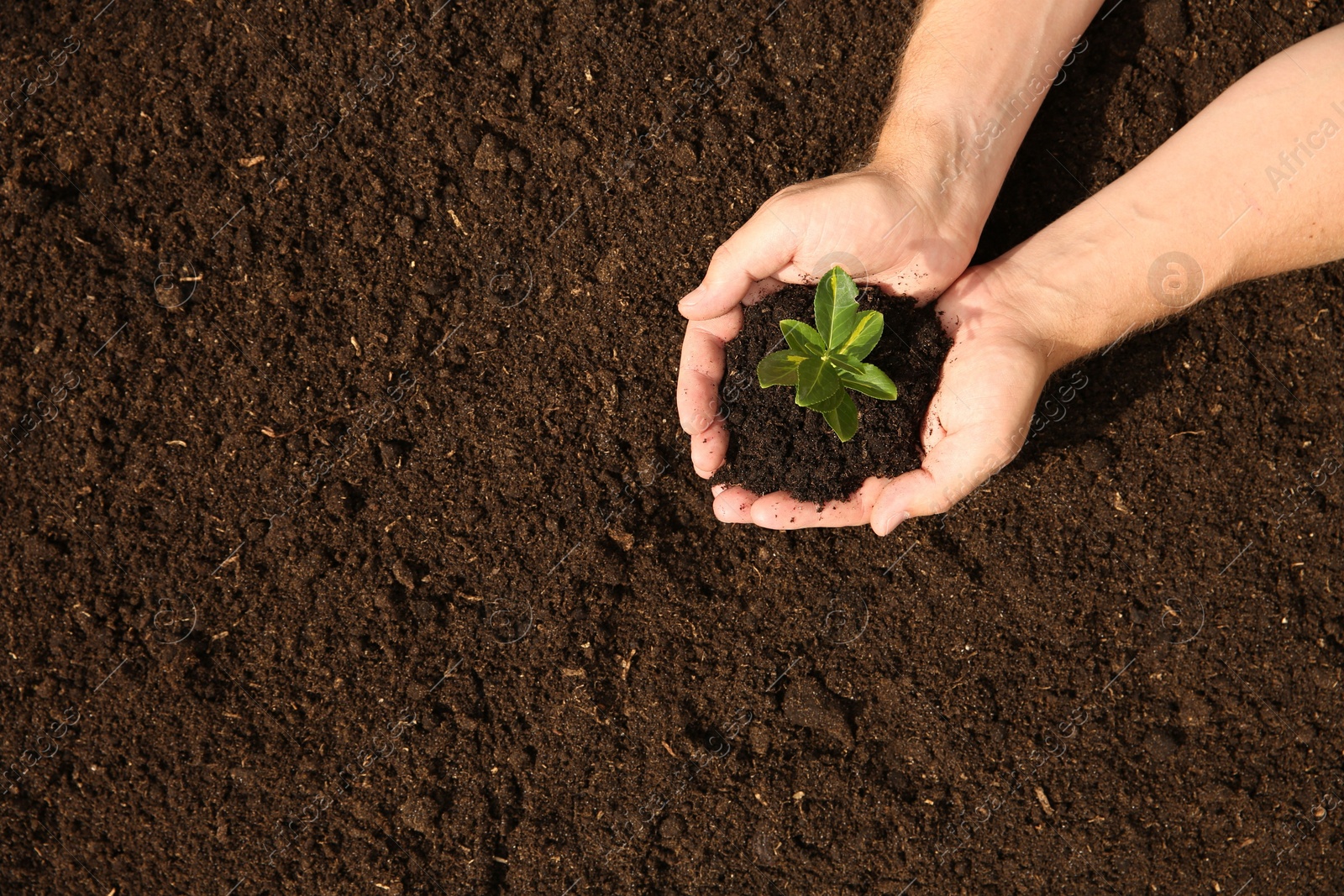 Photo of Woman holding seedling with soil outdoors, top view. Space for text