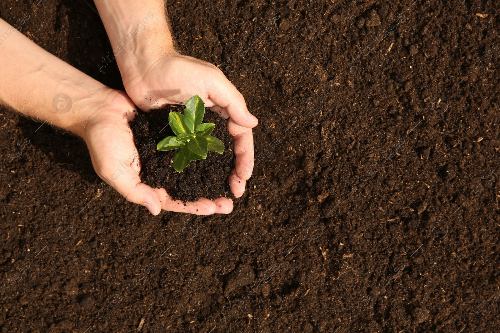 Photo of Woman holding seedling with soil outdoors, top view. Space for text