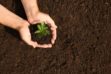 Photo of Woman holding seedling with soil outdoors, top view. Space for text