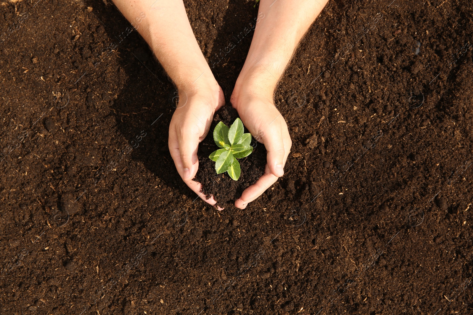 Photo of Woman holding seedling with soil outdoors, top view