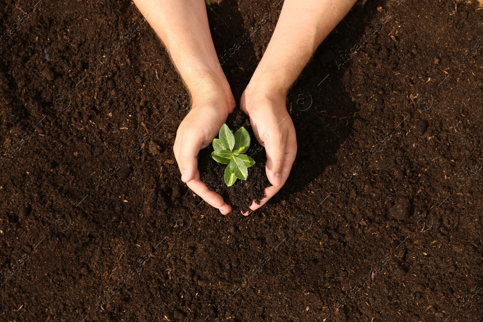 Photo of Woman holding seedling with soil outdoors, top view