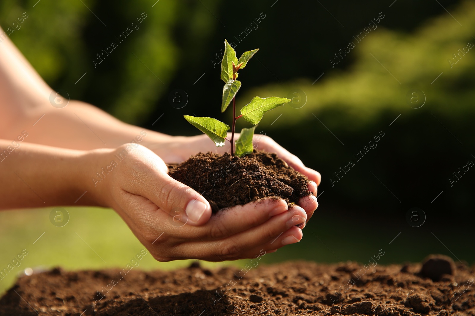 Photo of Woman holding seedling with soil outdoors, closeup. Space for text