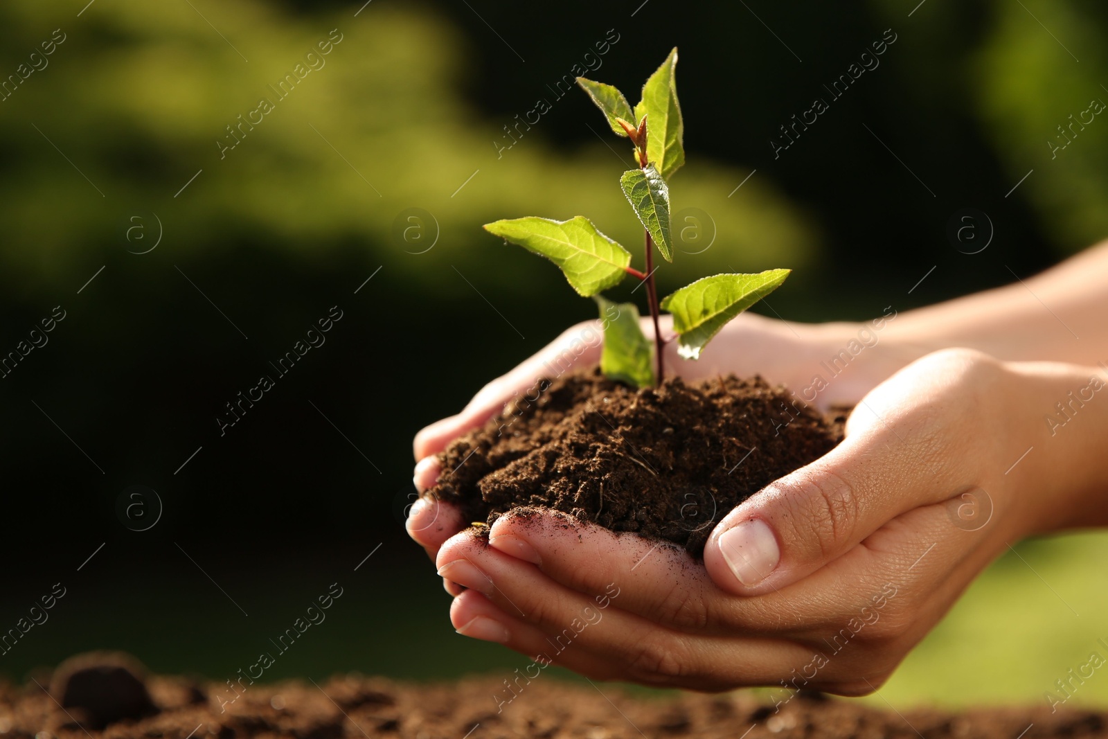 Photo of Woman holding seedling with soil outdoors, closeup. Space for text