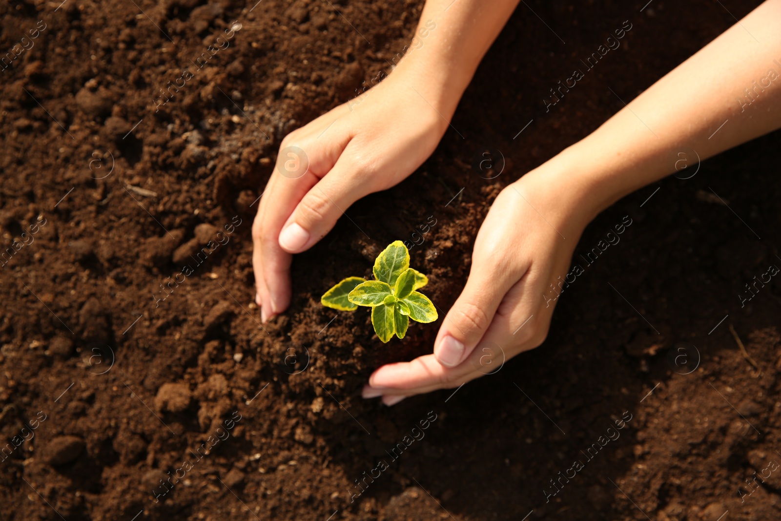 Photo of Woman protecting seedling in soil outdoors, top view. Space for text