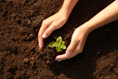 Photo of Woman protecting seedling in soil outdoors, top view. Space for text