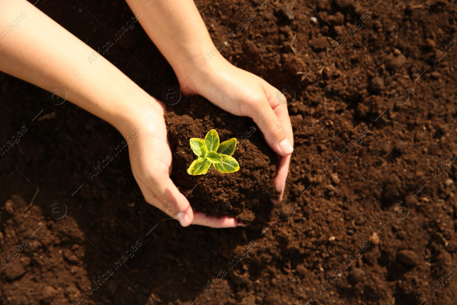 Photo of Woman holding seedling with soil outdoors, top view. Space for text