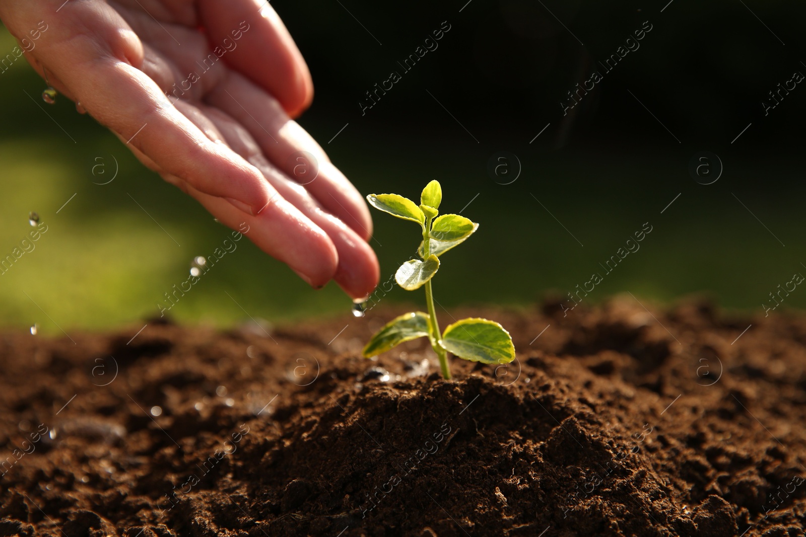 Photo of Woman watering young seedling outdoors on sunny day, closeup