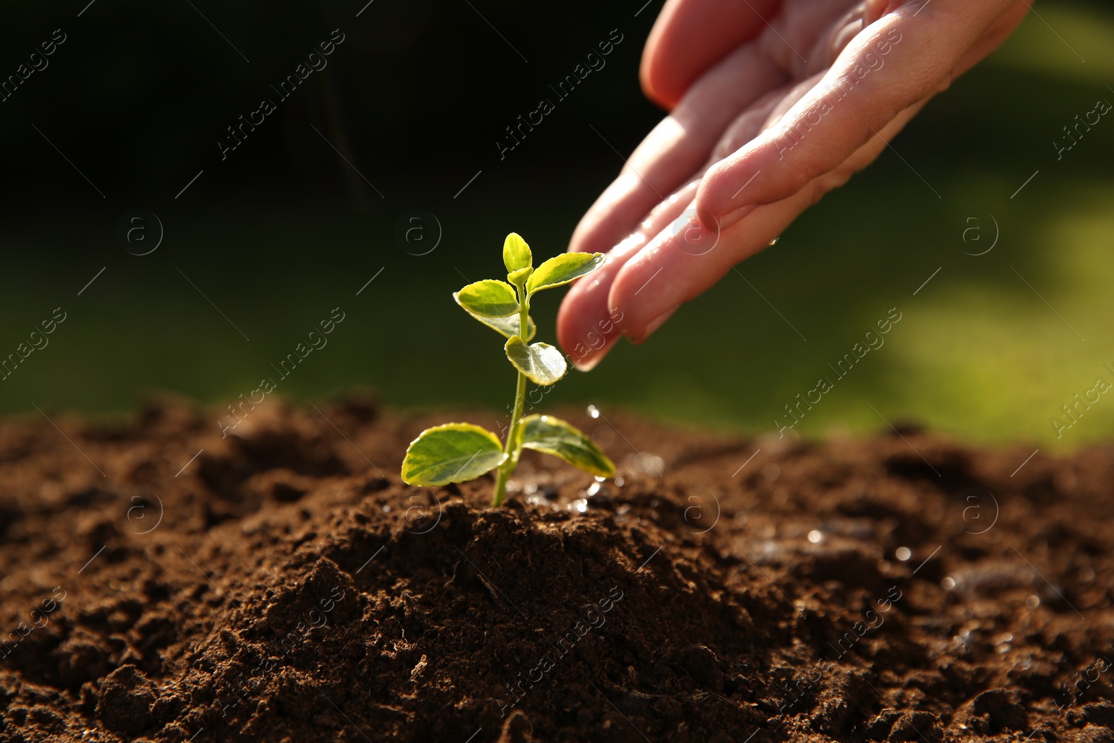 Photo of Woman watering young seedling outdoors on sunny day, closeup