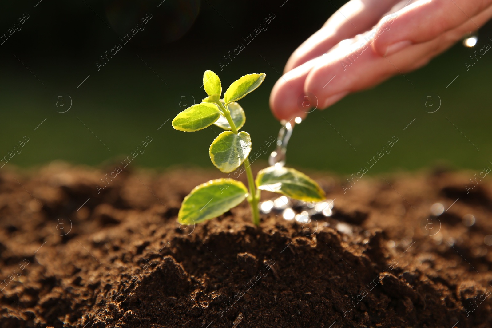 Photo of Woman watering young seedling outdoors on sunny day, closeup