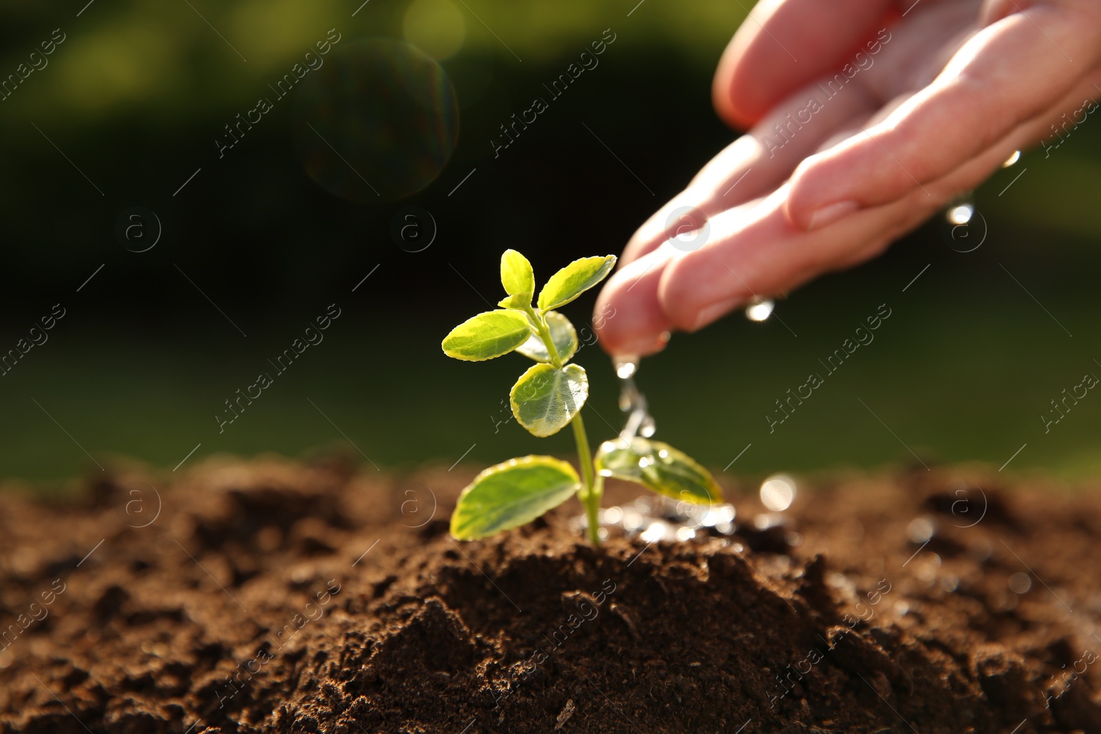 Photo of Woman watering young seedling outdoors on sunny day, closeup