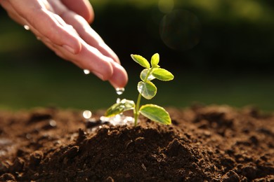 Photo of Woman watering young seedling outdoors on sunny day, closeup