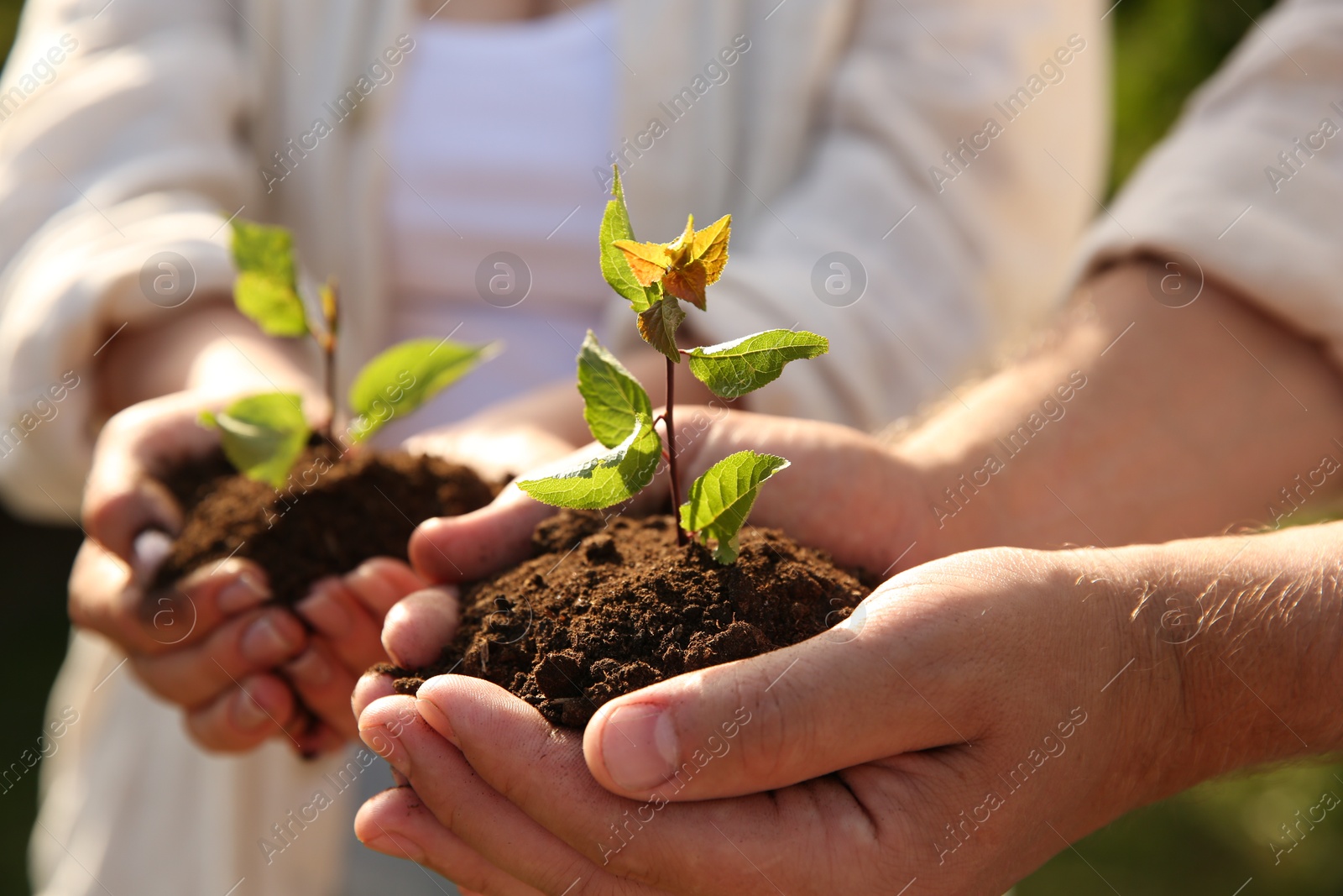 Photo of Couple holding seedlings with soil outdoors, closeup