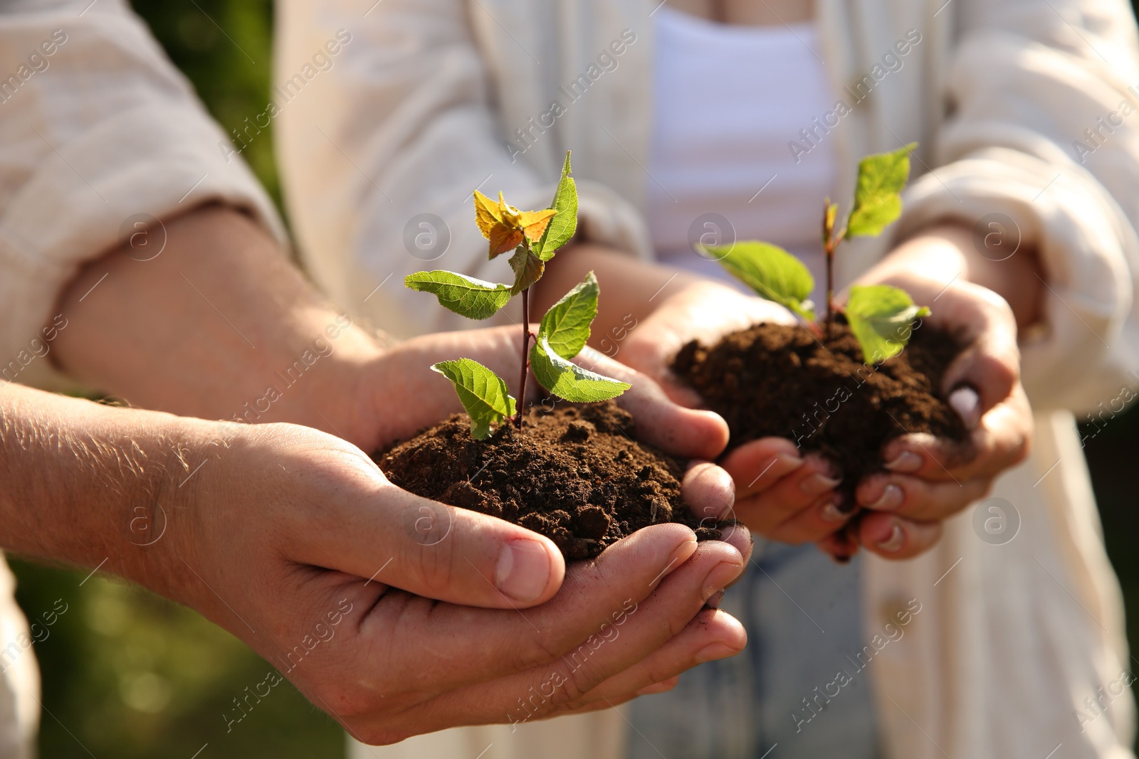 Photo of Couple holding seedlings with soil outdoors, closeup