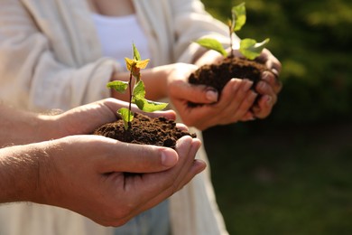 Couple holding seedlings with soil outdoors, closeup