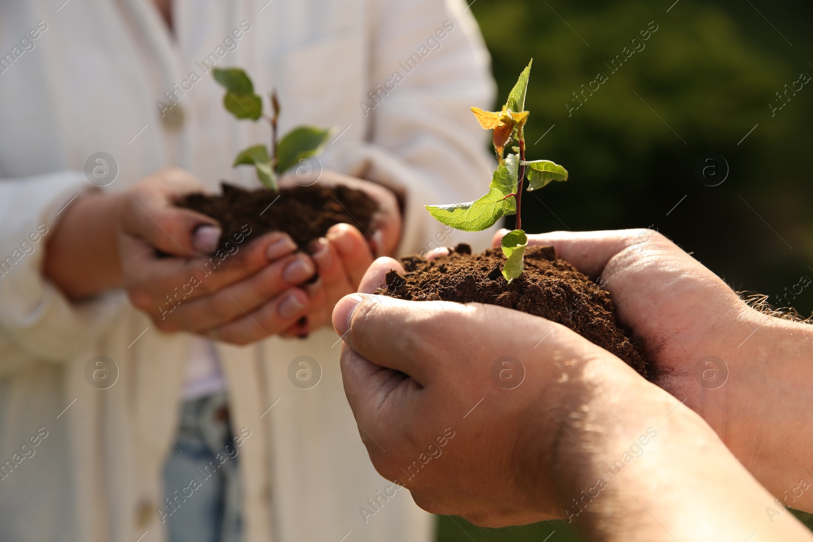 Photo of Couple holding seedlings with soil outdoors, closeup