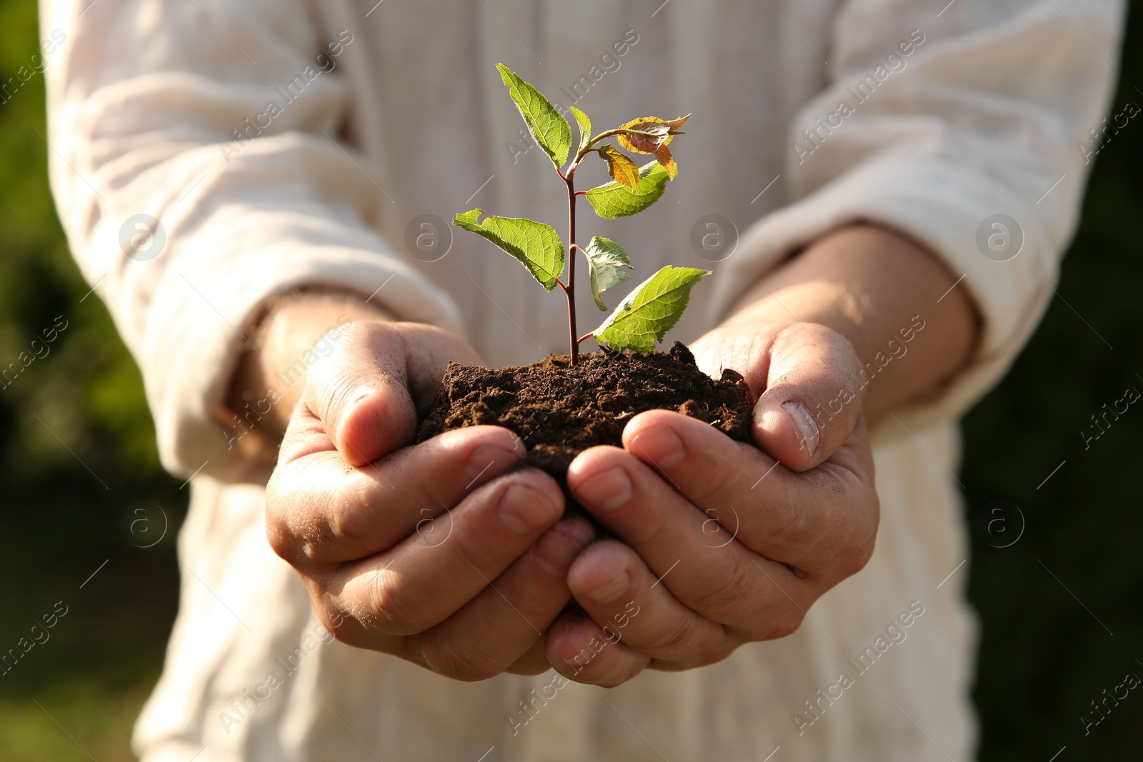 Photo of Man holding seedling with soil outdoors, closeup