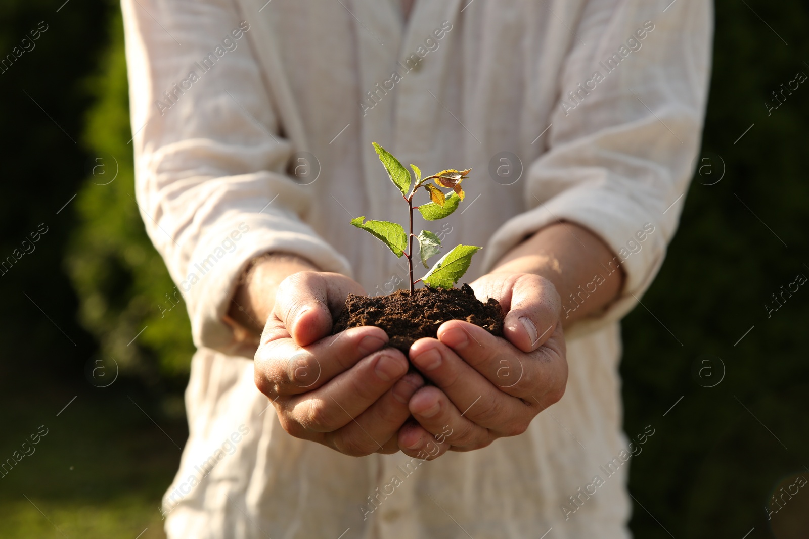 Photo of Man holding seedling with soil outdoors, closeup