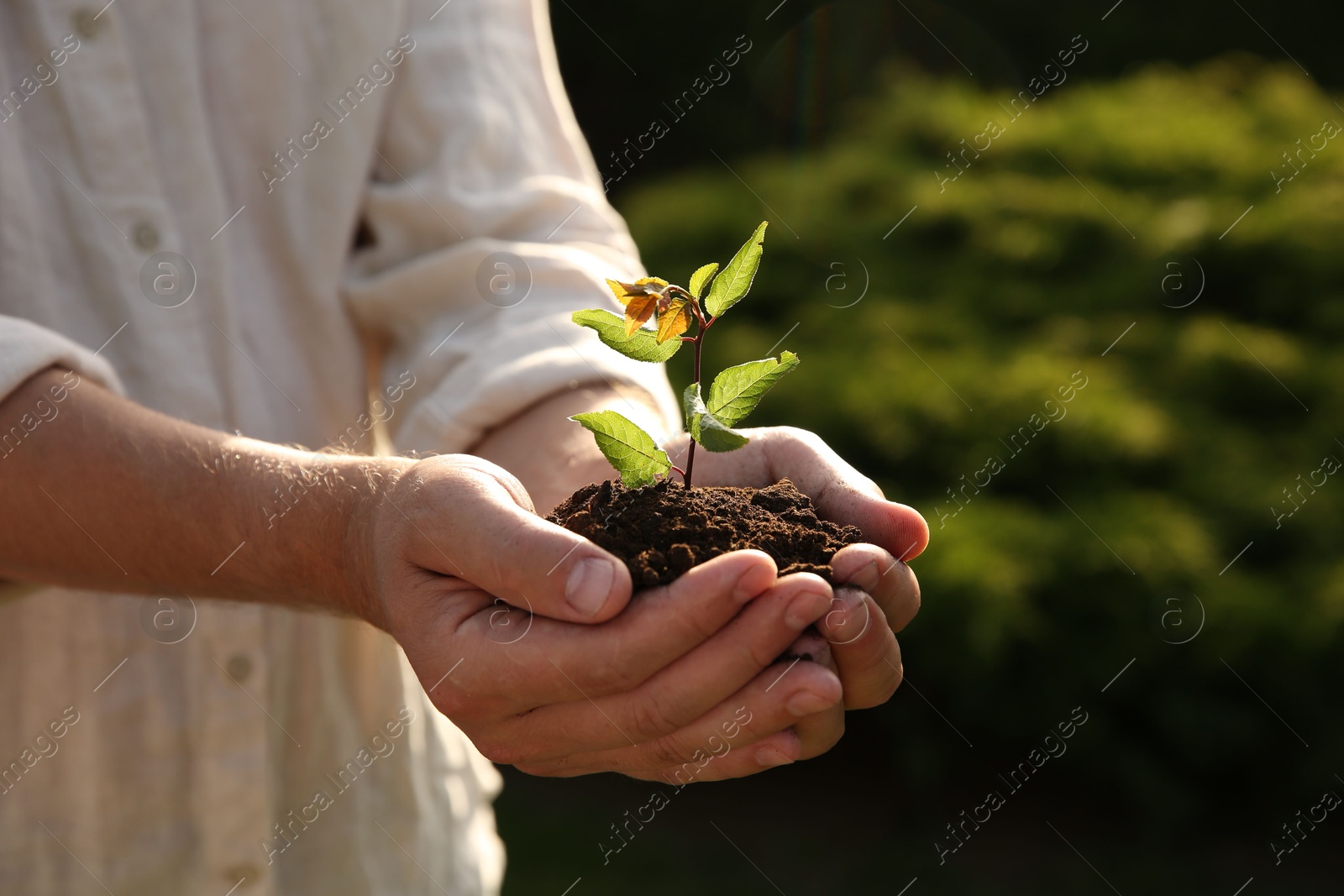 Photo of Man holding seedling with soil outdoors, closeup. Space for text