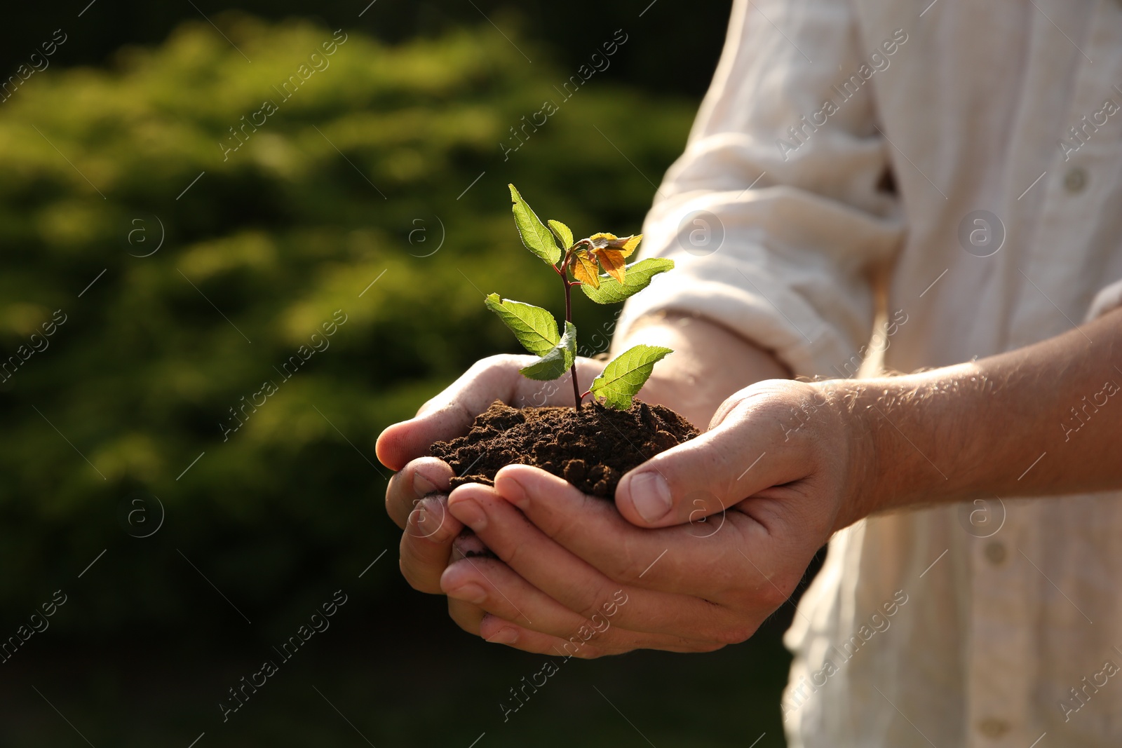 Photo of Man holding seedling with soil outdoors, closeup. Space for text