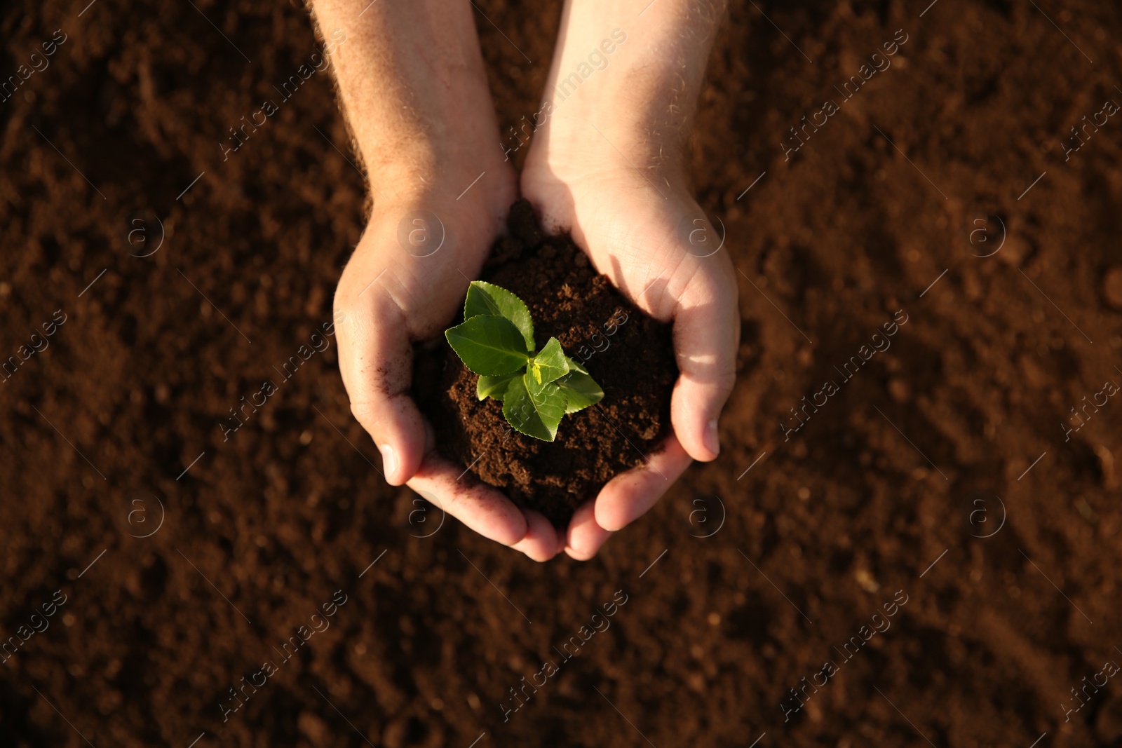 Photo of Man holding seedling with soil outdoors, top view