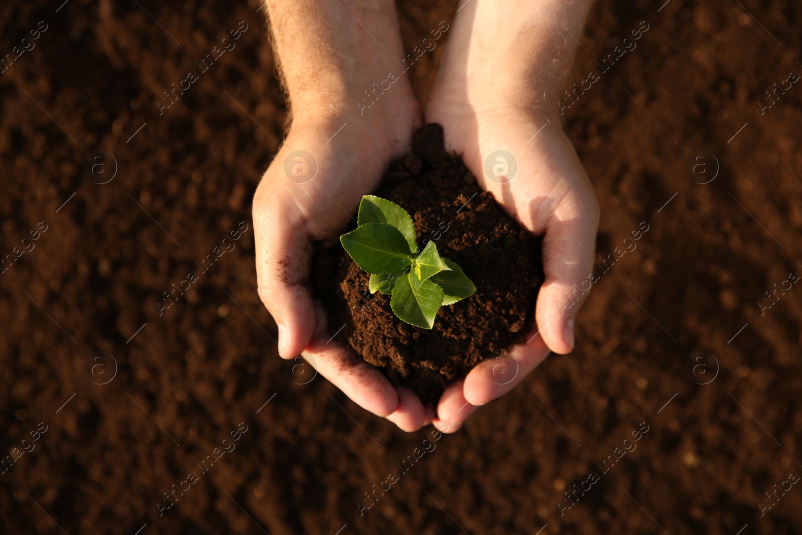 Photo of Man holding seedling with soil outdoors, top view