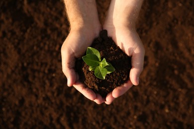 Man holding seedling with soil outdoors, top view