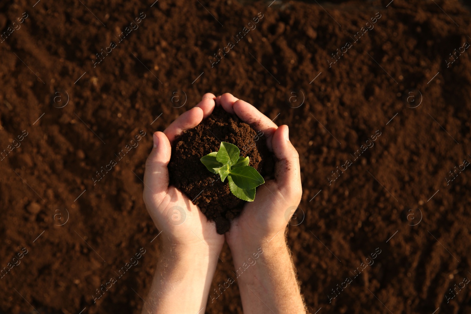 Photo of Man holding seedling with soil outdoors, top view